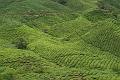 Cameron Highlands 4